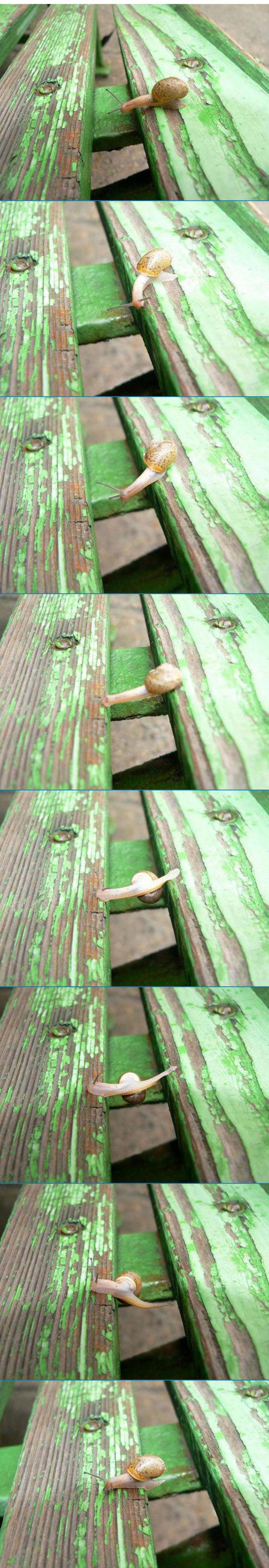 Un escargot qui se déplace sur un banc ...