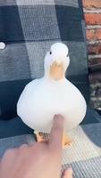 Un canard 