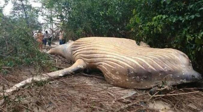 Baleine en forêt Amazonienne !!!