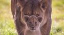 Un lionceau impressionnant