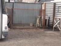 Comment faire taire un chien