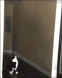 Enlèvement de chat