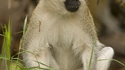 Blue Vervet