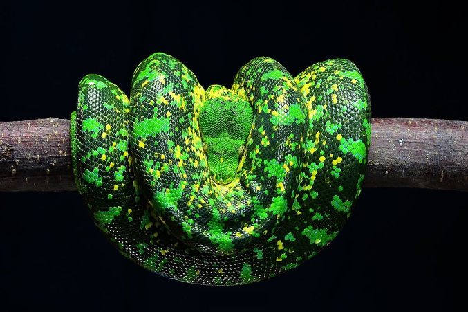 Un python hybride issu d'un croisement entre une femelle Harvest et un mâle Darth Sidious.