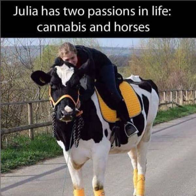 le cannabis et les chevaux