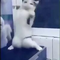 Danse du ventre