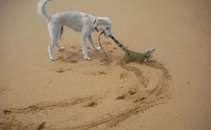 Ce chien s'est pris d'affection pour cet iguane dirait-on.