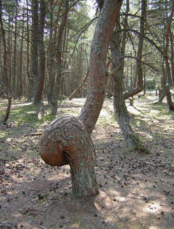 Un arbre qui a poussé bizarrement.