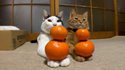 Les chats-mandarines
