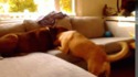 Bataille d'oreillers entre chiens