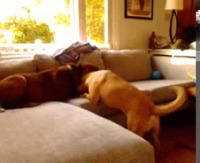 Bataille d'oreillers entre chiens