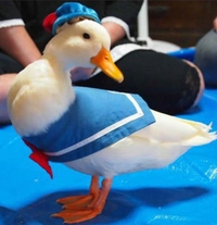 Donald Duck