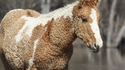 L'humidité de l'air fait friser les chevaux