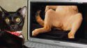 Porno de chat