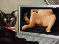 Porno de chat