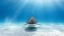 Un requin blanc (très dangereux) qui semble vous sourire...