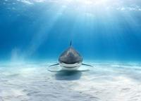 Un requin blanc (très dangereux) qui semble vous sourire...