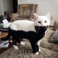 Un chat moitié-moitié