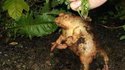 Grenouille patate