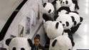 Des pandas