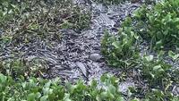 Alligators, tortues et poissons-chats se disputent l'espace lorsque l'eau disparaît dans le marais de Corkscrew en Floride pendant la saison sèche