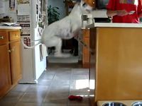 Sauts de chien