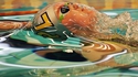 Compétition de natation