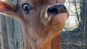 Ha la vache !