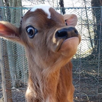 Ha la vache !