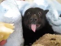 Une chauve-souris qui mange une banane.