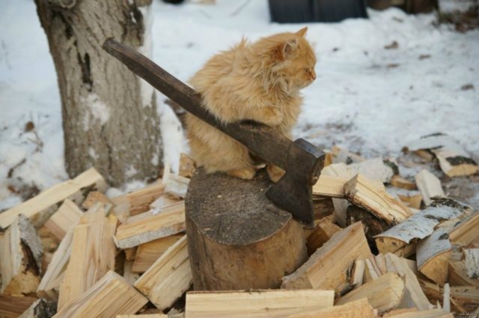 Un chat qui débite.