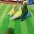 Match 
