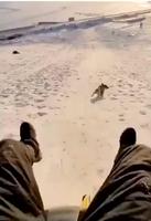 Une luge et un chien 