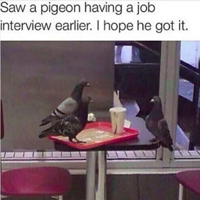 Des pigeons
