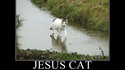 Chat Jésus