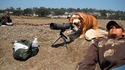Un chien observateur