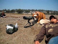 Un chien observateur