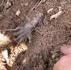 Des racines étranges, un rat mort, un chat zombie ?