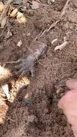 Des racines étranges, un rat mort, un chat zombie ?