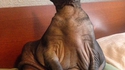 Jabba the cat
