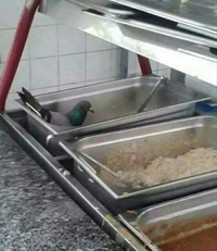 la bouffe dans les buffets est de plus en plus fraiche