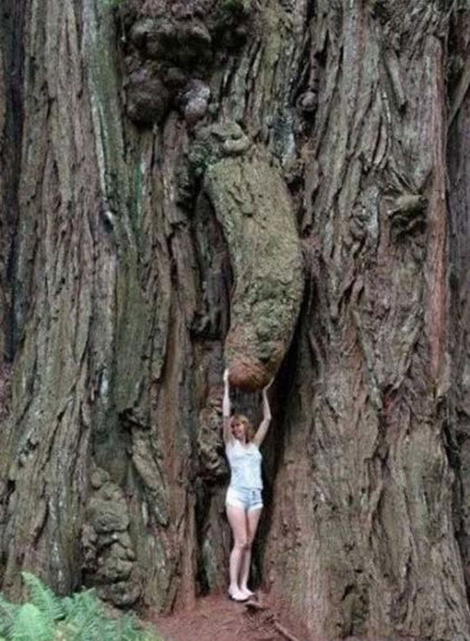 Un arbre doté d'un tronc puissant.