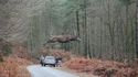 Un cerf volant