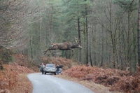 Un cerf volant