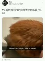 Son chat après une opération 