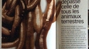 Les p'tits lombriks font le poids