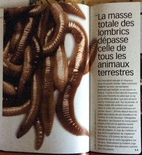 Les p'tits lombriks font le poids