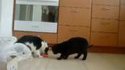 Chats gourmands