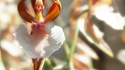Caladenia melanema