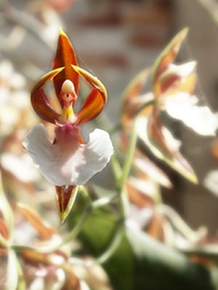 Caladenia melanema
